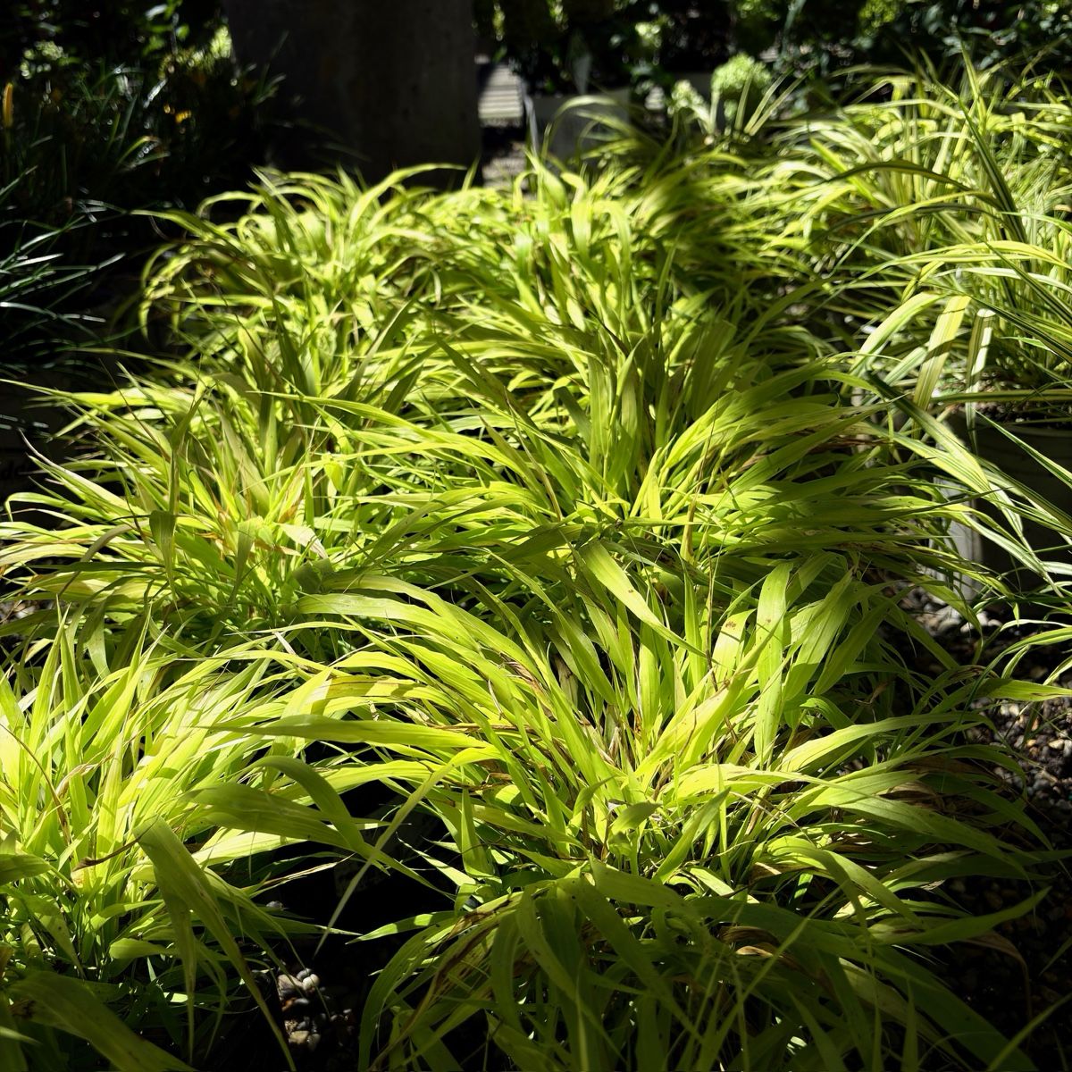 All Gold Hakone Grass