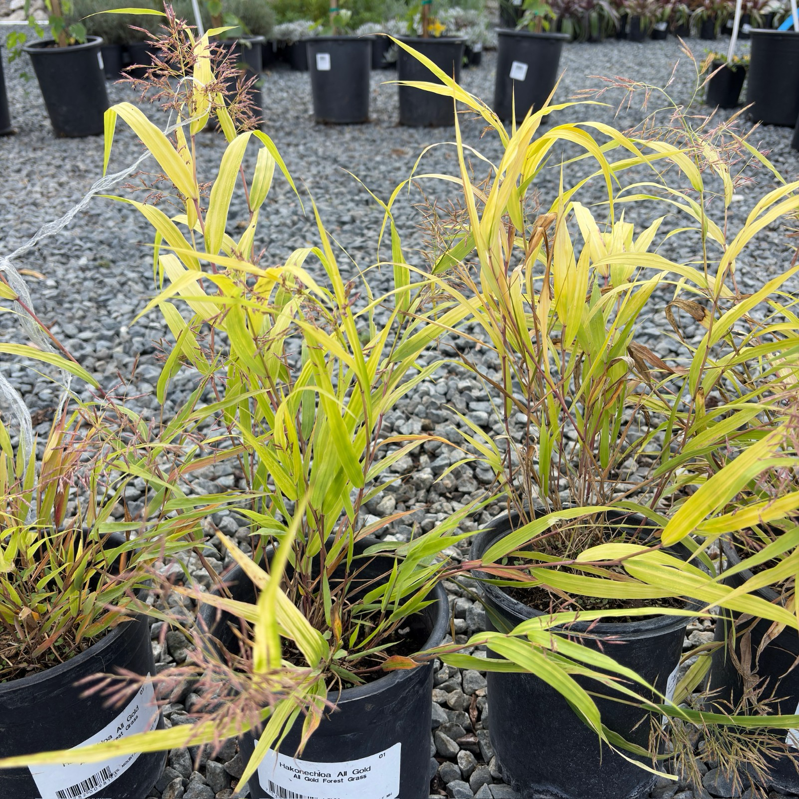 All Gold Hakone Grass