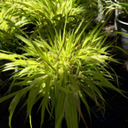 All Gold Hakone Grass