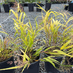 All Gold Hakone Grass