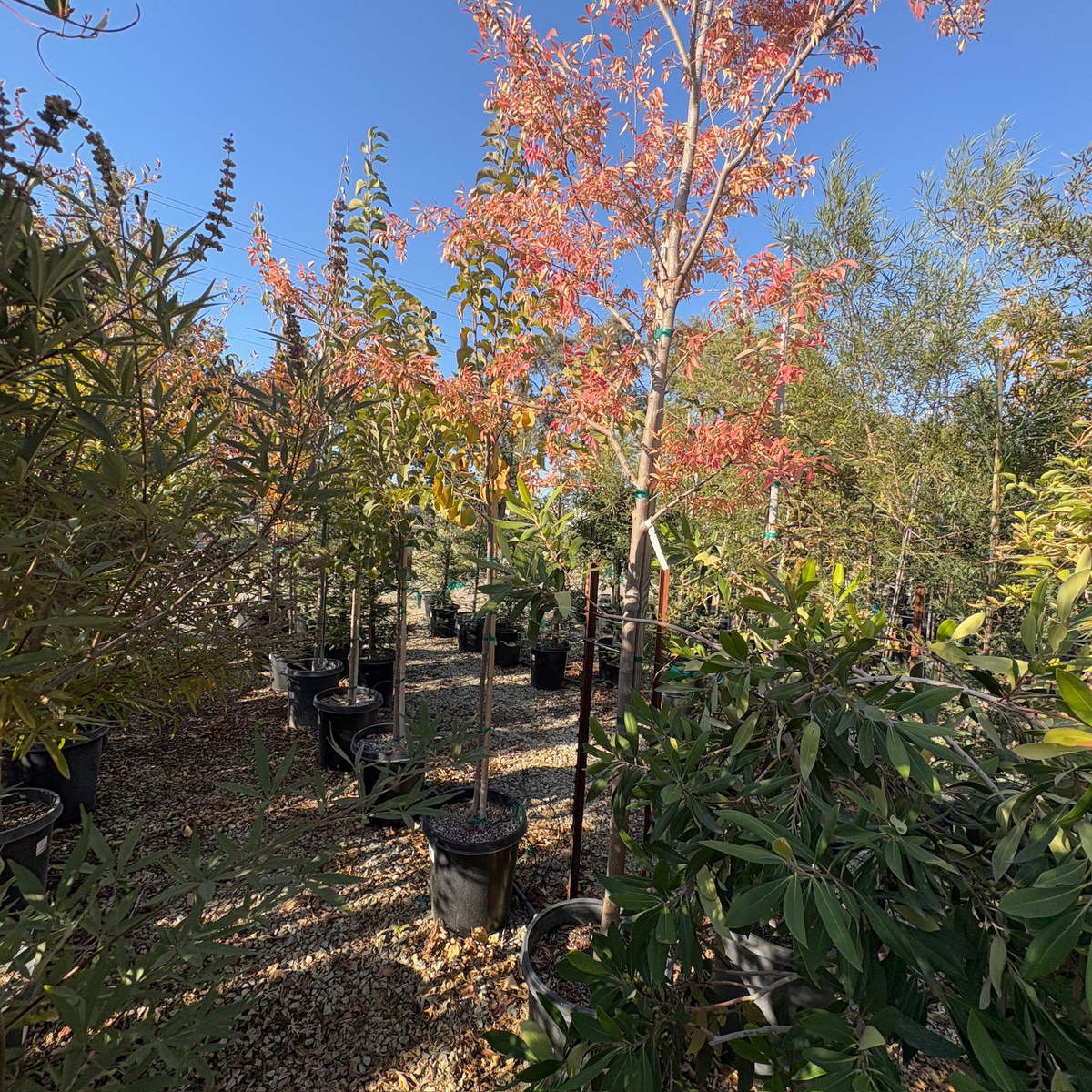 Allee Chinese Elm | Ornamental Lacebark Shade Tree – Victory Nursery Allee Chinese Elm | Ornamental Lacebark Shade Tree – Victory Nursery