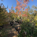 Allee® Chinese Elm