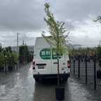 Allee Chinese Elm