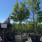 Allee Chinese Elm