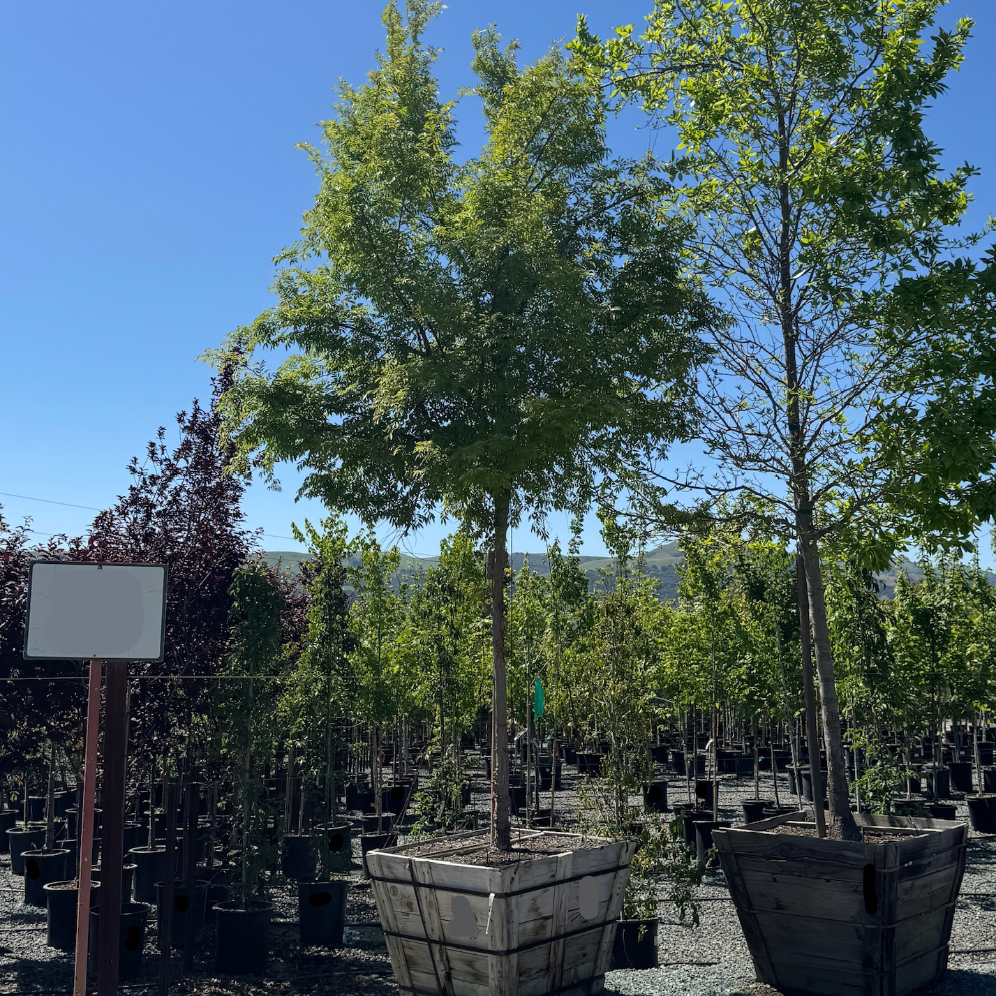 Allee Chinese Elm