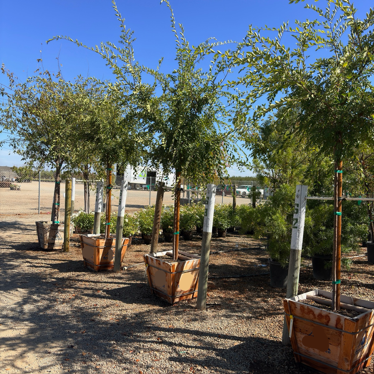 Allee Chinese Elm