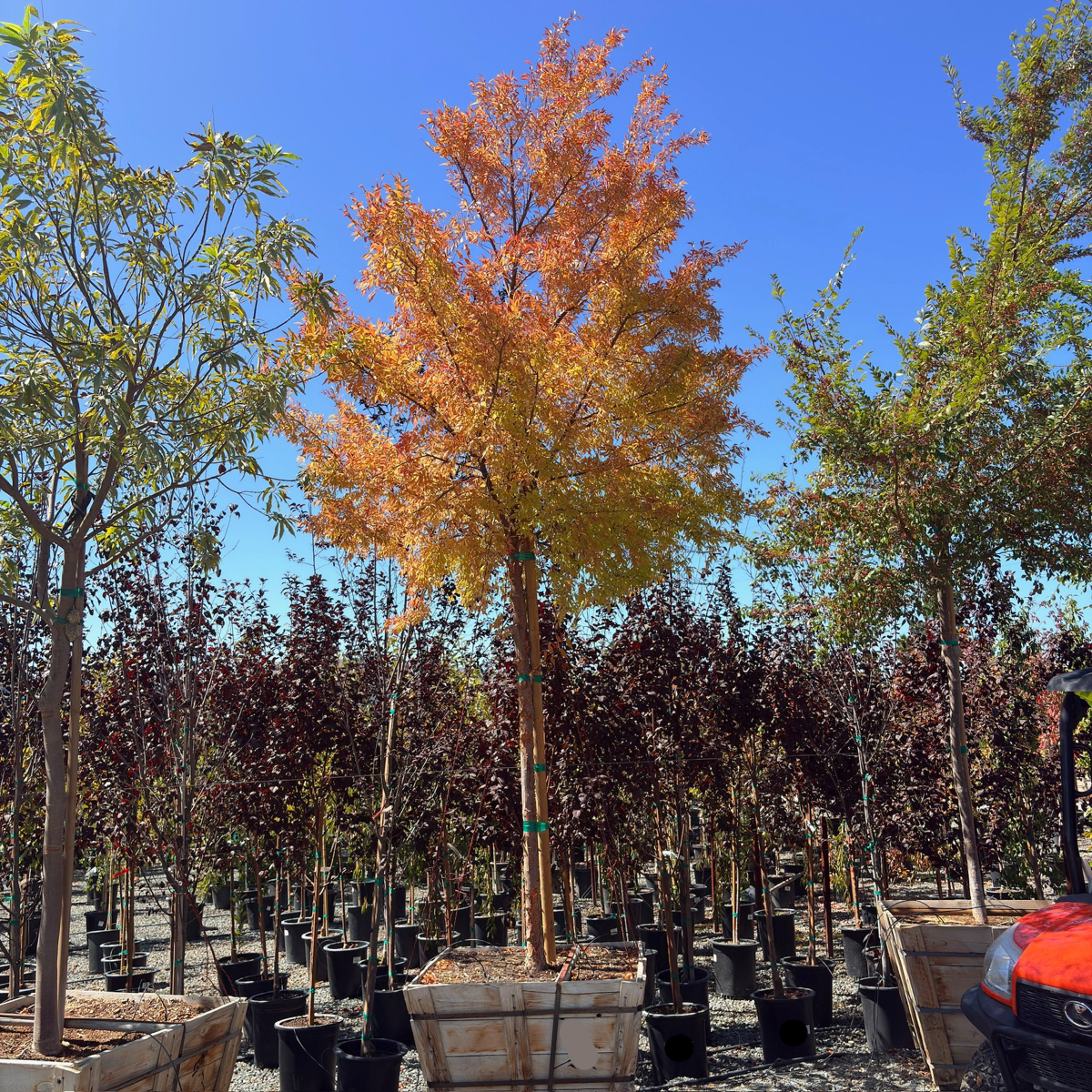 Allee Chinese Elm