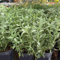 Allen Chickering Sage 