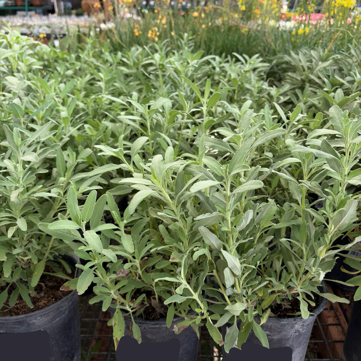 Allen Chickering Sage 