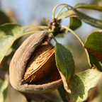 Almond on a tree branch with green leaves
