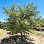 Almond Tree with green leaves under a clear blue sky