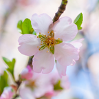 Close-up of a pink Almond flower with green leaves on a blurred background