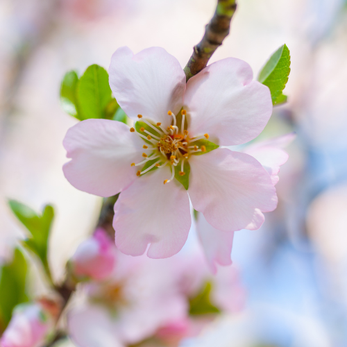 Close-up of a pink Almond flower with green leaves on a blurred background