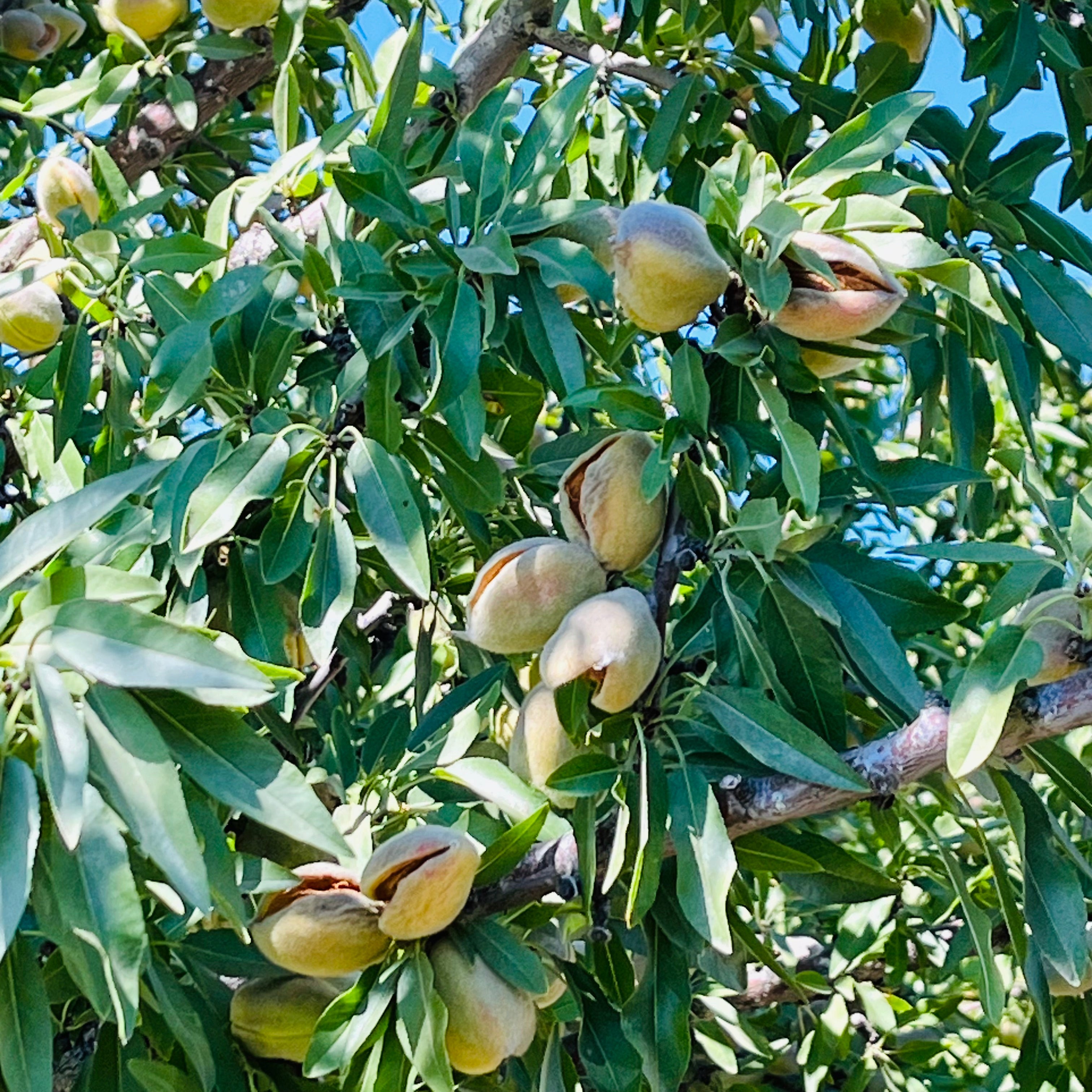 Almonds on a tree branch with green leaves
