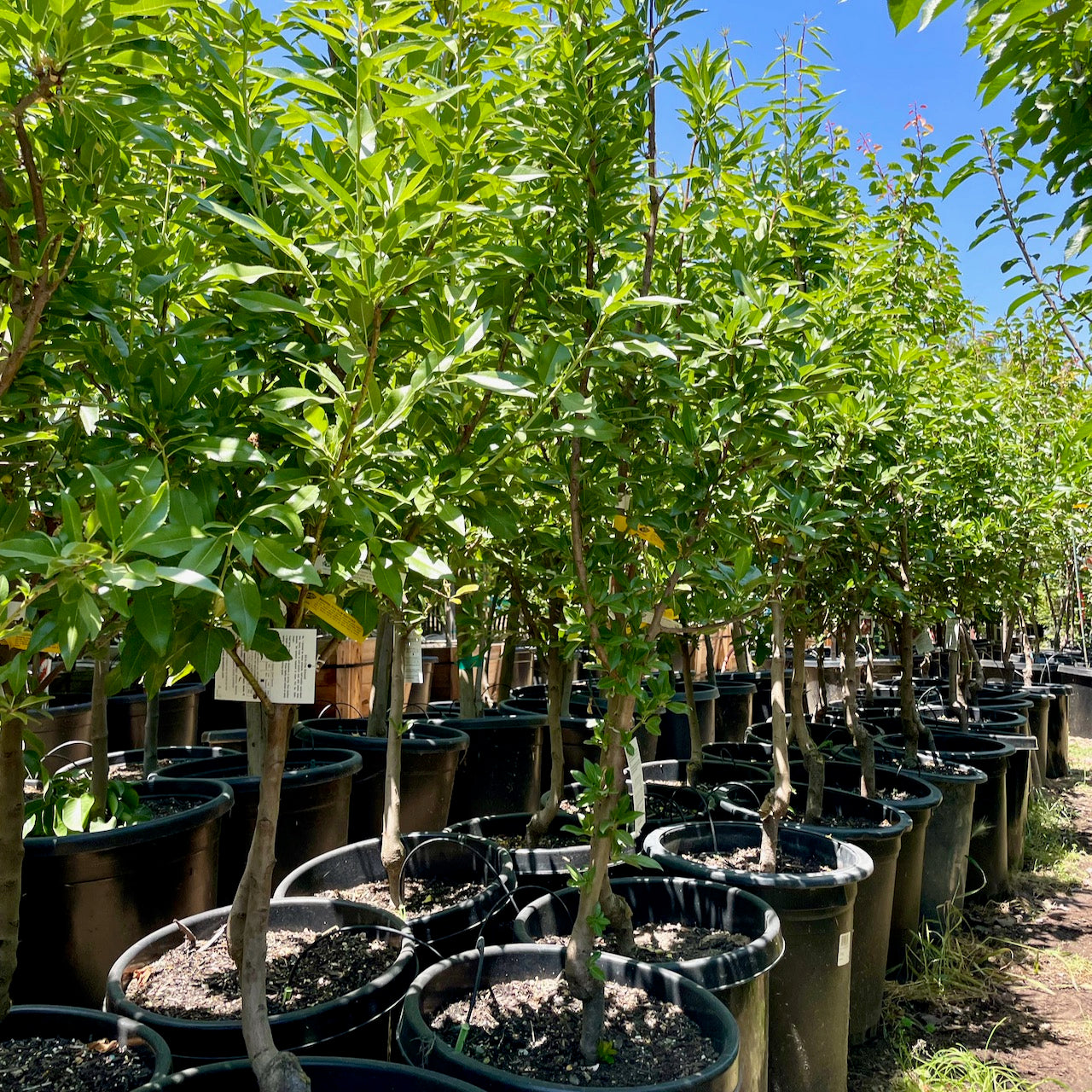 Row of young Almond trees in pots under a clear blue sky