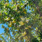 Almond Tree with green fruits and leaves against a blue sky