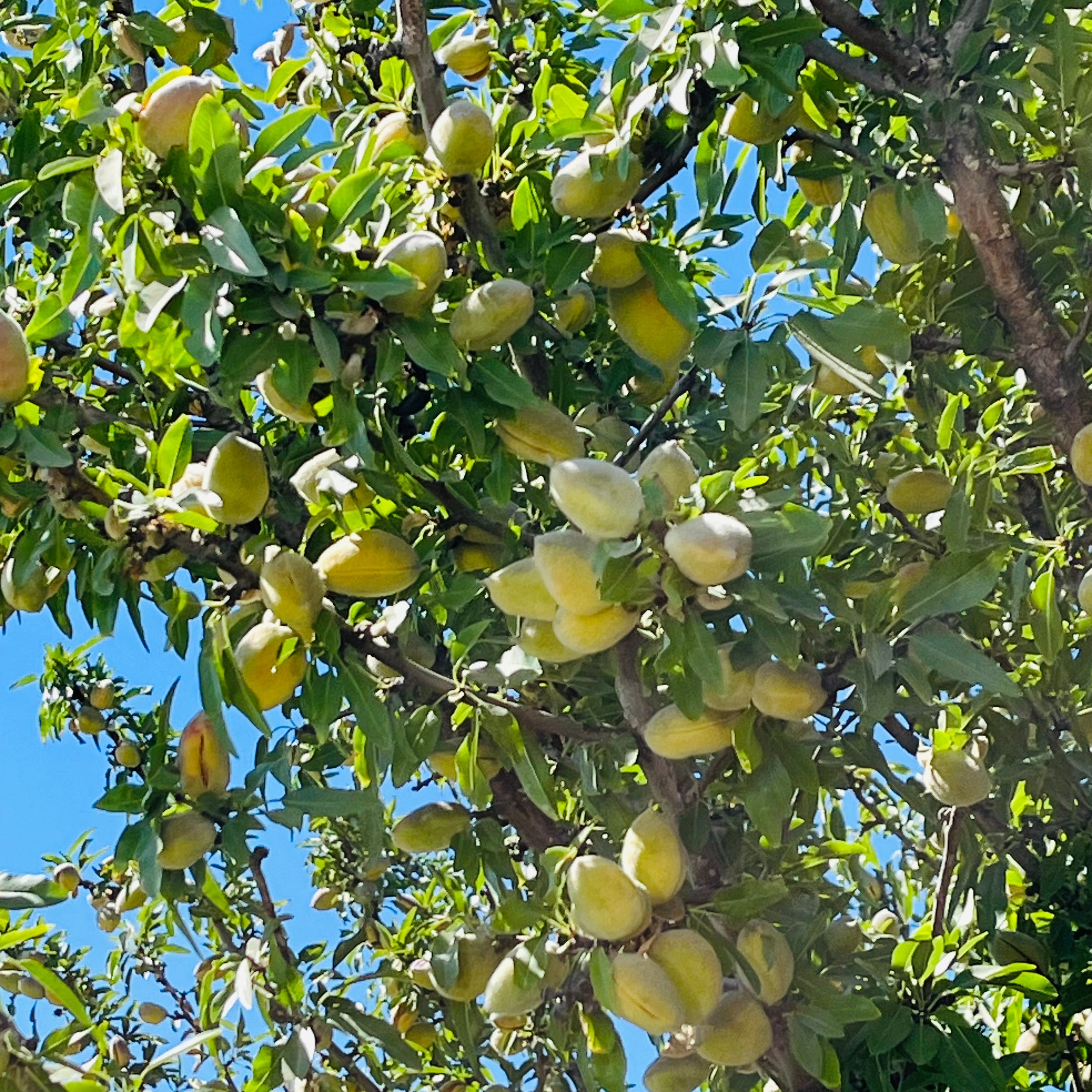 Almond Tree with green fruits and leaves against a blue sky