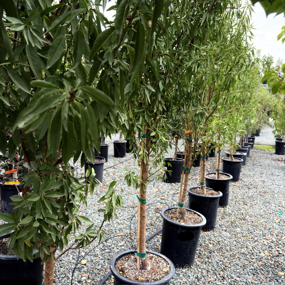 Row of potted Almond trees in a nursery setting