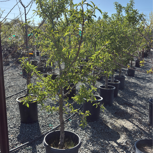 Almond Tree