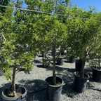 Almond Tree