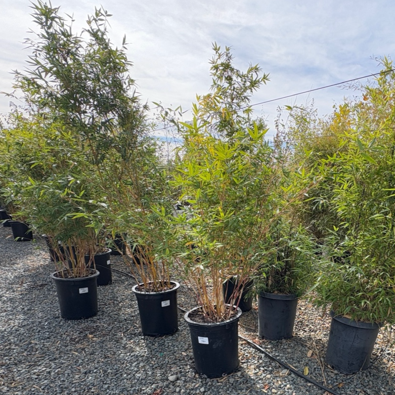 Alphonse Karr Bamboo