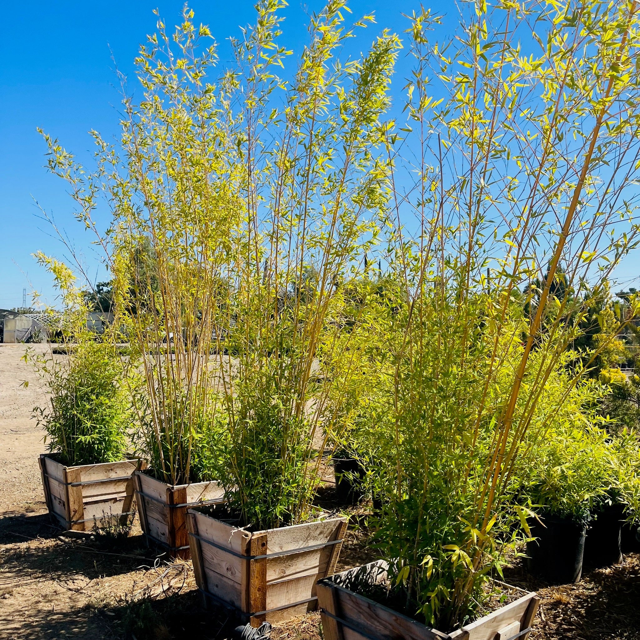 Alphonse Karr Bamboo