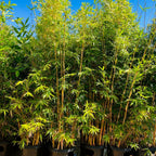 Alphonse Karr Bamboo