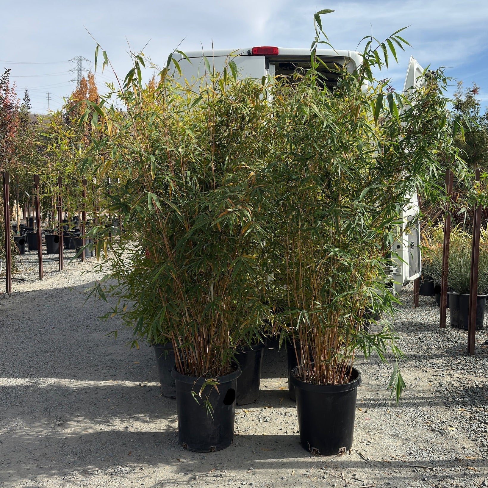 Alphonse Karr Bamboo | Ornamental Variegated Clumping Bamboo