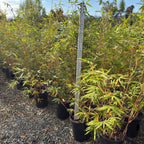 Alphonse Karr Bamboo