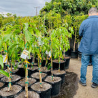 Person standing among rows of potted Alphonso Mango plants in an outdoor setting