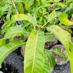 Close-up of green Alphonso Mango leaves with a blurred background