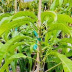 Close-up of an Alphonso Mango plant with leaves and a stem in a garden setting