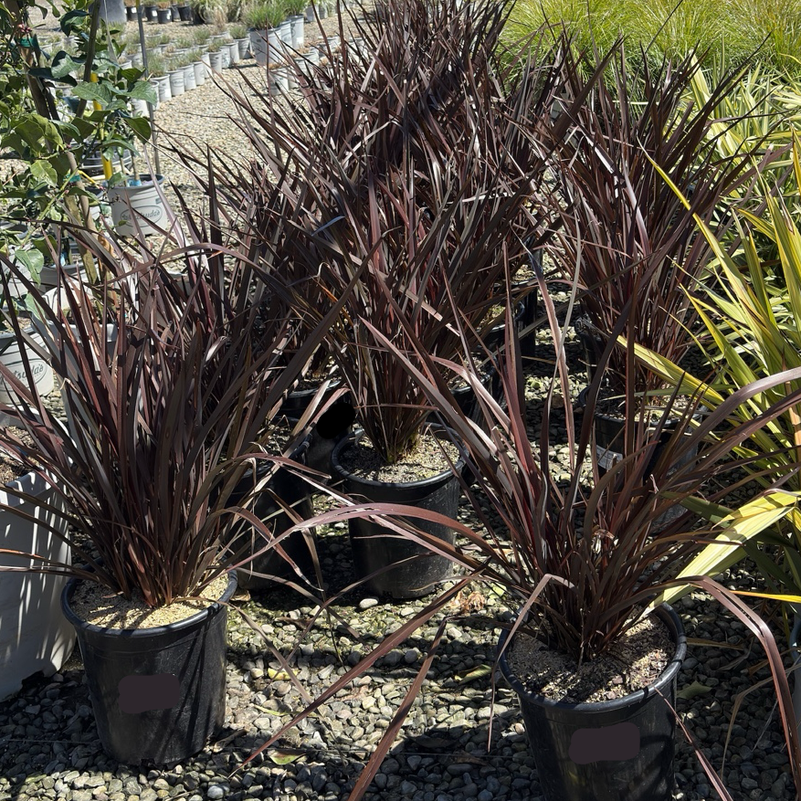 Amazing Red New Zealand Flax