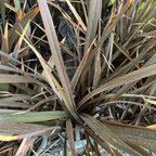 Amazing Red New Zealand Flax