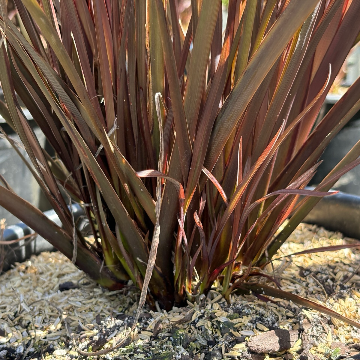 Amazing Red New Zealand Flax
