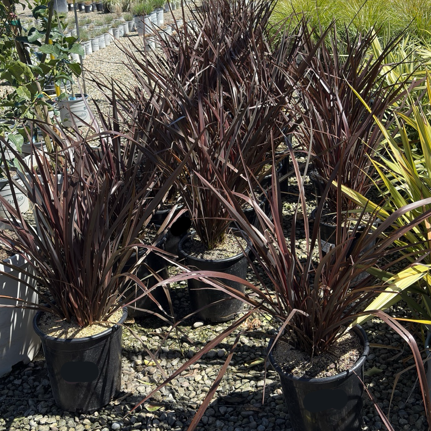 Amazing Red New Zealand Flax | Rich Burgundy-Red Foliage – Victory