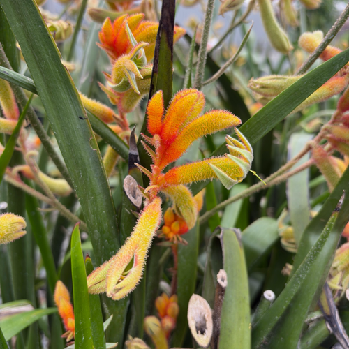 Amber Velvet Kangaroo Paw