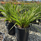 Amber Velvet Kangaroo Paw