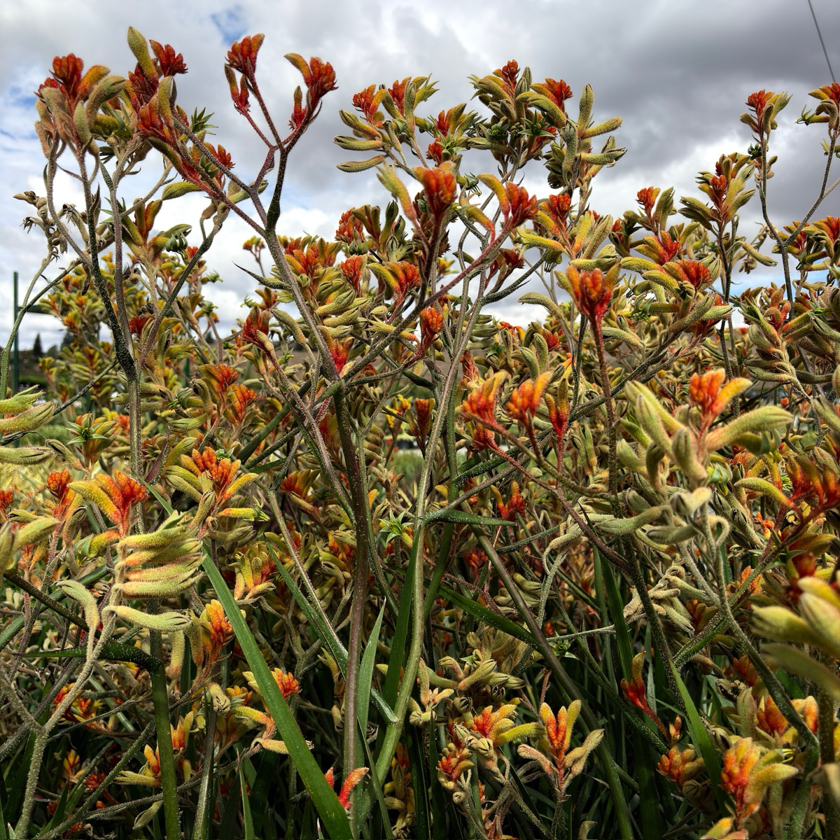 Amber Velvet Kangaroo Paw
