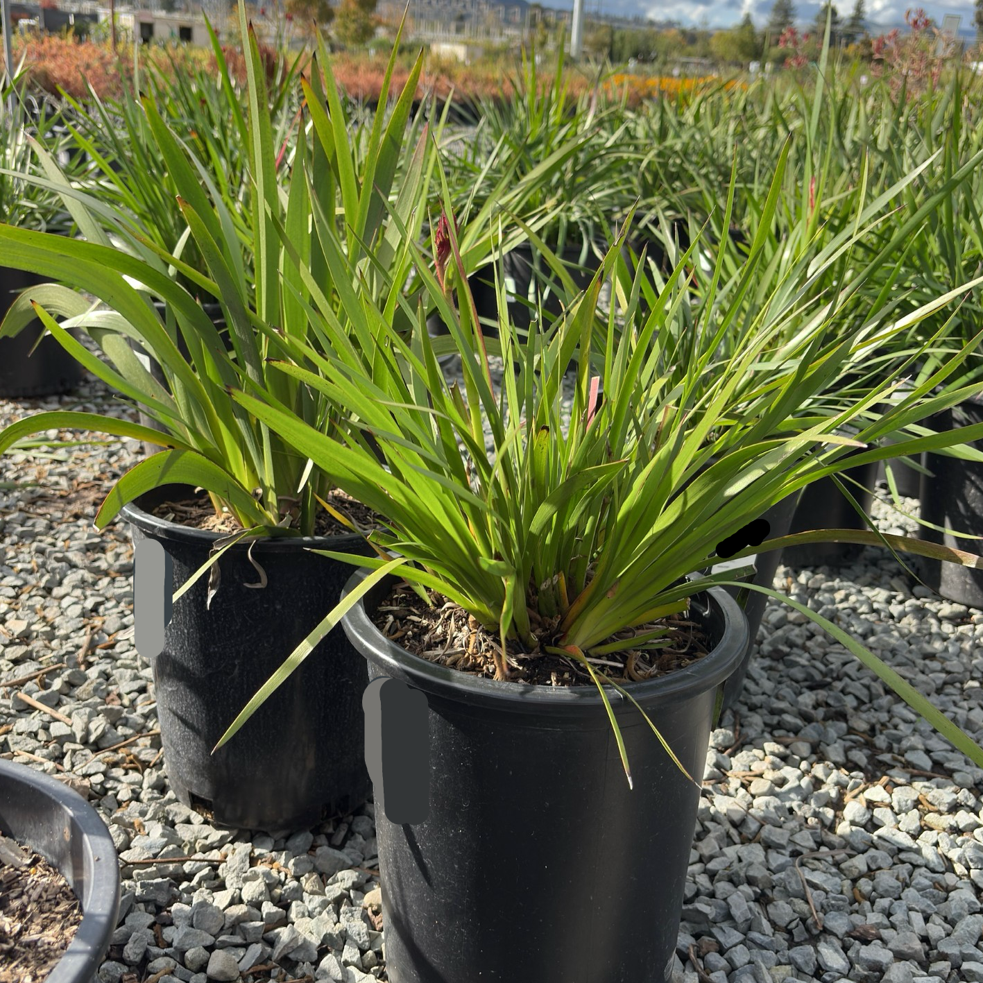 Amber Velvet Kangaroo Paw