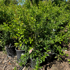 Ambrosia Pomegranate in 5 gallon size pot