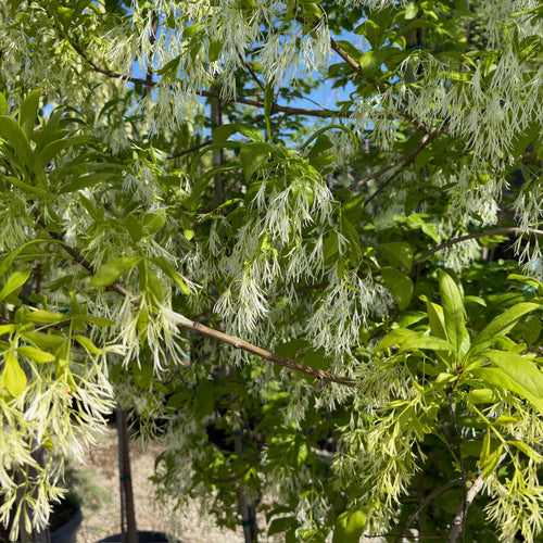 American Fringe Tree with white fluffy flowers and green leaves against a blue sky.