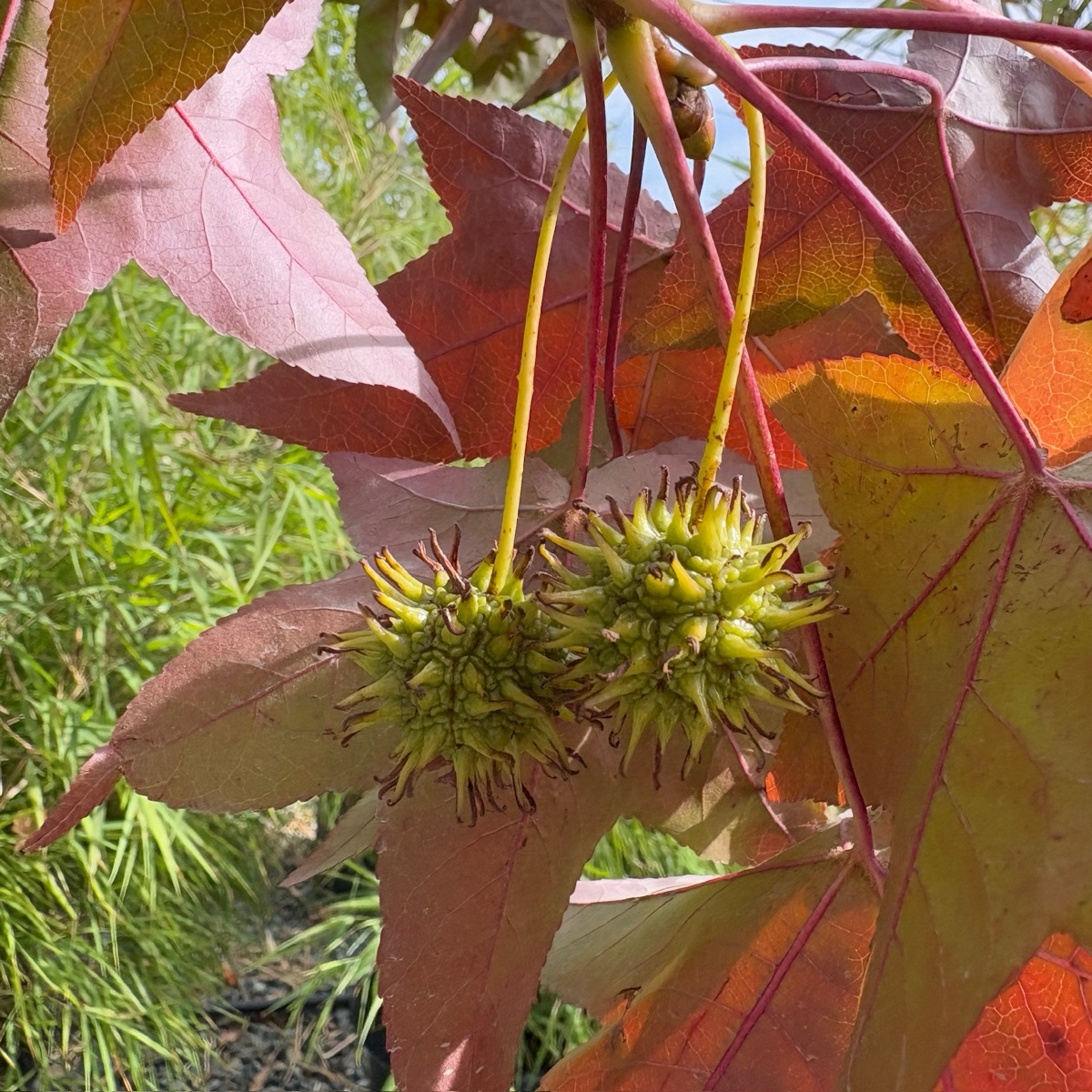American Sweet Gum