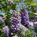 Amethyst Falls American Wisteria