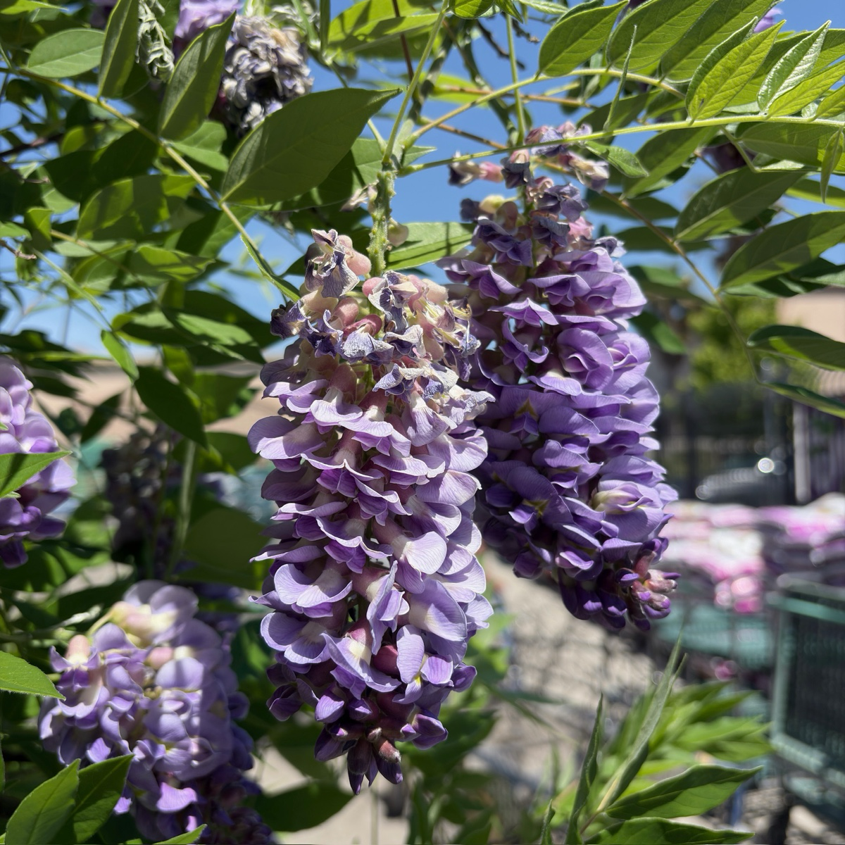 Amethyst Falls American Wisteria