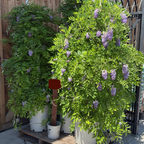 Amethyst Falls American Wisteria