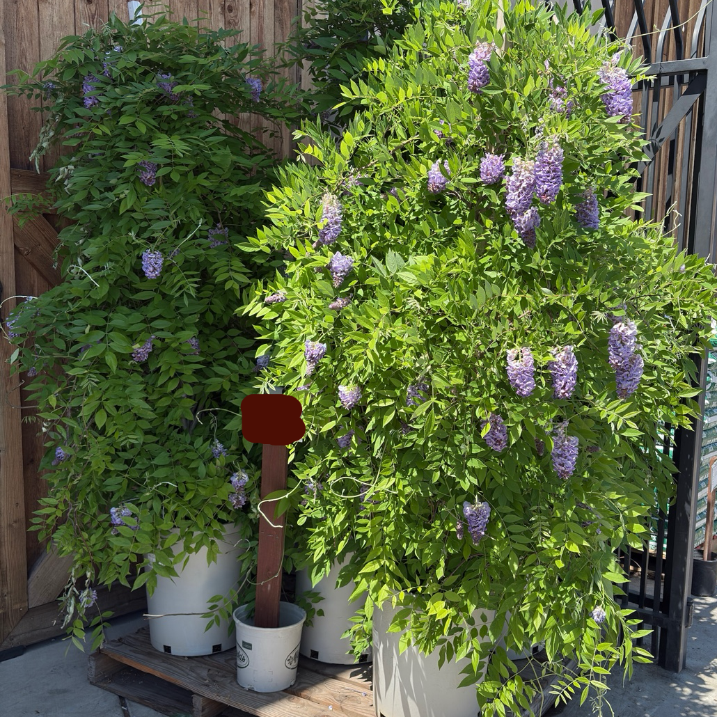 Amethyst Falls American Wisteria