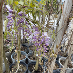 Amethyst Falls American Wisteria