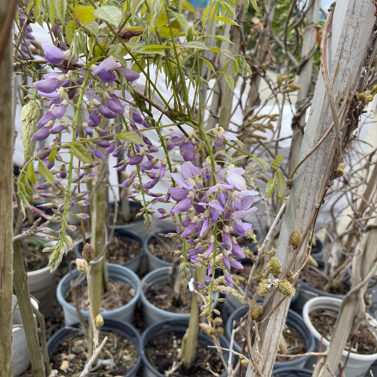 Amethyst Falls American Wisteria
