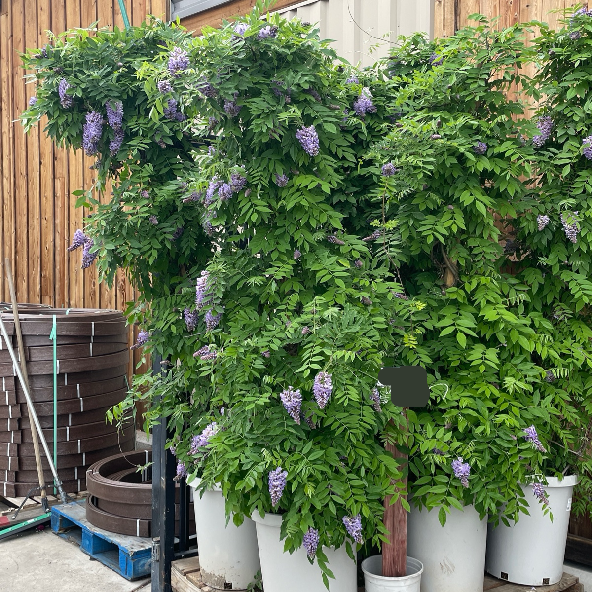 purple vine house plant Amethyst Falls American Wisteria